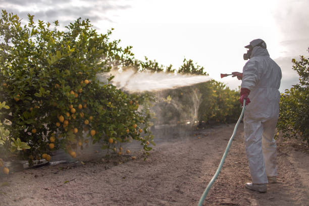 Best Bed Bug Extermination  in Castroville, TX