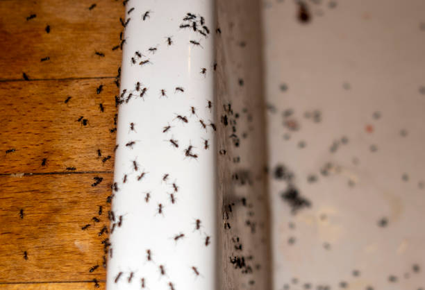 Pest Control for Restaurants in Castroville, TX